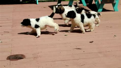 How much is a saint berdoodle puppy? Saint Berdoodle Puppies For Sale - YouTube