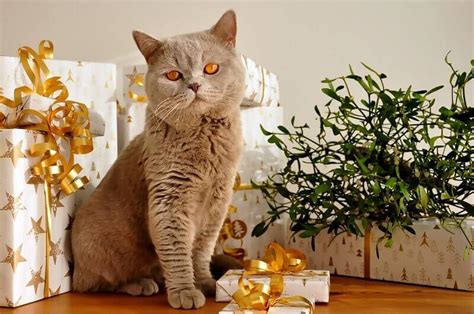 A lot of people give their cats human names. Best Christmas Gifts for Cats: 10 Ideas for 2017 | Animallama
