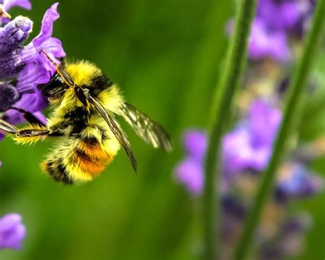 Declining Bee Populations