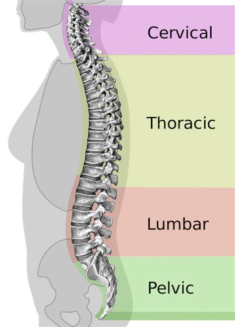 Your upper and middle back area is less prone to trouble than your lower back. Upper Back Pain: Causes And Treatments | Arizona Pain