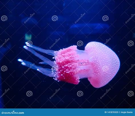 Beautiful Pinkish Jellyfish Sea Creature Floating Fluffy Smooth