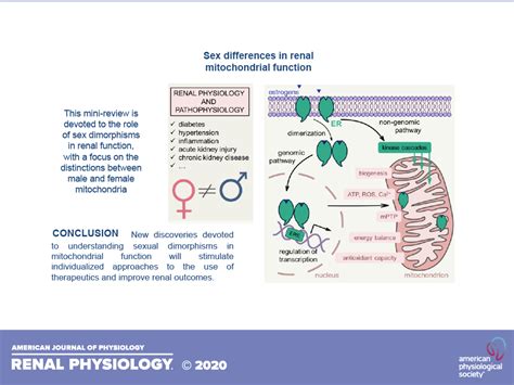 Sex Differences In Renal Mitochondrial Function A Hormone Gous