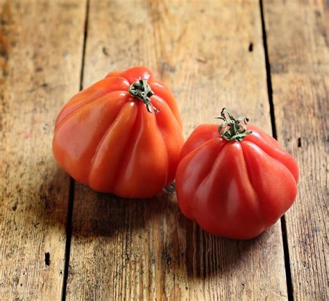 French Heirloom Tomato Coeur Di Bue Albenga Solanum Lycopersicum 25 Seeds
