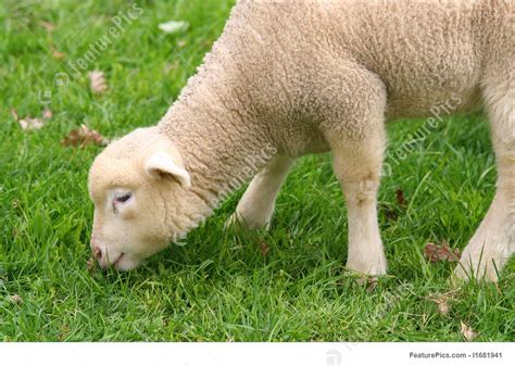 Domestic Animals Baby Sheep Stock Photo I1681941 At