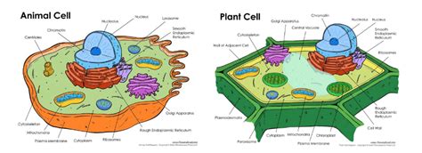 Looking Inside Cells Diagram Quizlet