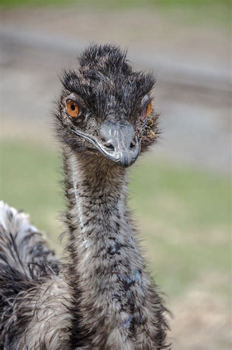 Emu Bird Nature Free Photo On Pixabay Pixabay