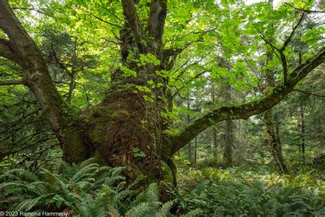Gnarled Big Leaf Maple Tree At South Whidbey State Park Flickr