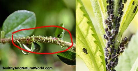 How To Get Rid Of Aphids Using Natural Ways That Really Work