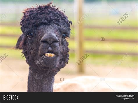 Black Alpaca Head Image And Photo Free Trial Bigstock