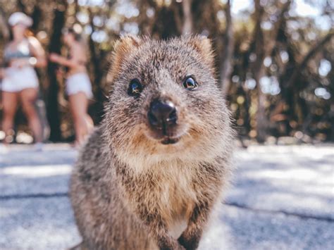 How did the quokka get its name? Quokka - Top 10 Facts about the cutest animal on the ...