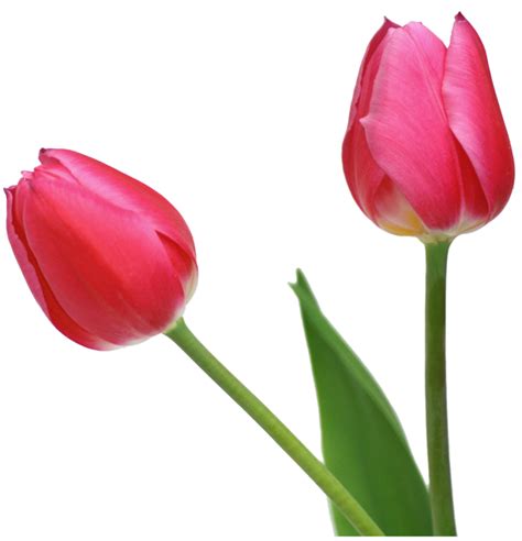 Free Free Tulip Cliparts Download Free Free Tulip Cliparts Png Images