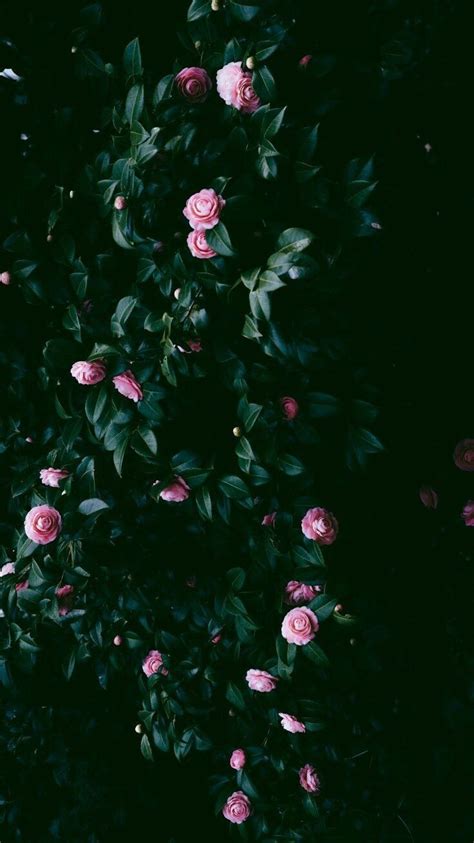 Pink Flowers Aesthetic Wallpapers Top Free Pink Flowers Aesthetic Images