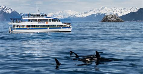 Alaska Whale Watching In Kenai Fjords Major Marine Tours