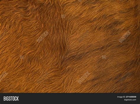 Animal Hair Fur Cow Image And Photo Free Trial Bigstock