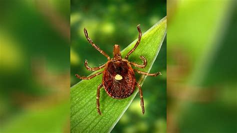 Tick Bite That Causes Meat Allergy On The Rise In Middle Tennessee