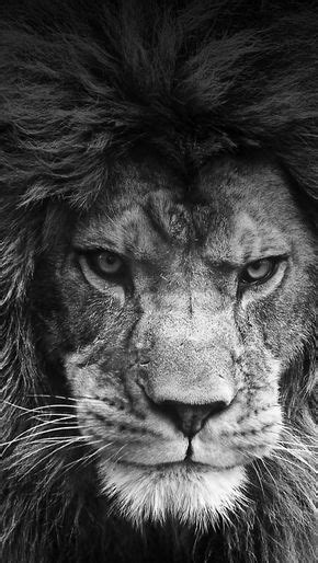 A Lion Never Loses Sleep Over The Opinions Of Sheep Unknown