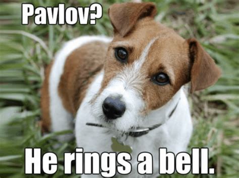 100 Funniest Dog Jokes Of The Internet Funny Dog Humor