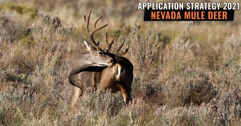 Application Strategy 2021 Nevada Mule Deer Gohunt The Hunting Company