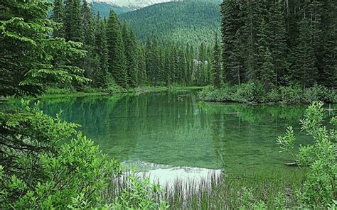 Download Wallpapers Emerald Lake Forest Green Trees Green Nature