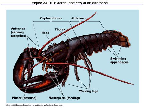 anatomy of arthropods gambaran