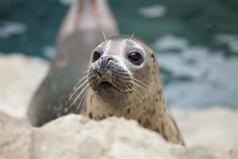San Diego Sea Lions and Seals: Where to Safely and Responsibly See Them