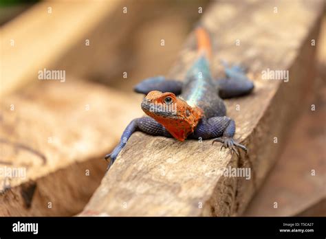 Male Lebretons Red Headed Agama Lizard Stock Photo Alamy