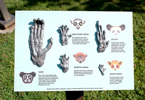 Lemur Hand Display Zoochat