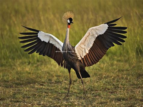 Facts You Must Know About A Grey Crowned Crested Crane Uganda Safari News