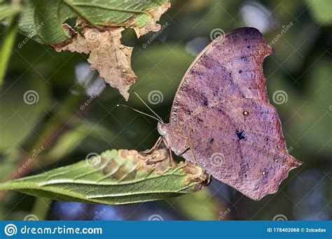 Melanitis Leda Or Evening Brown Butterfly Stock Photo