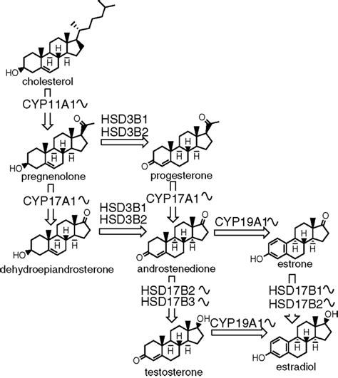 The Biosynthesis Of Sex Steroids The Sinusoid Curve Next To An Enzyme Download Scientific