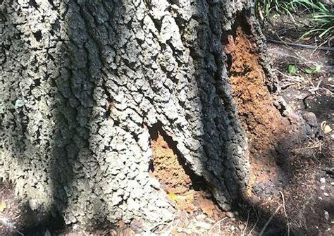 Neil Sperry Bark Losing Live Oak Could Be Rotting