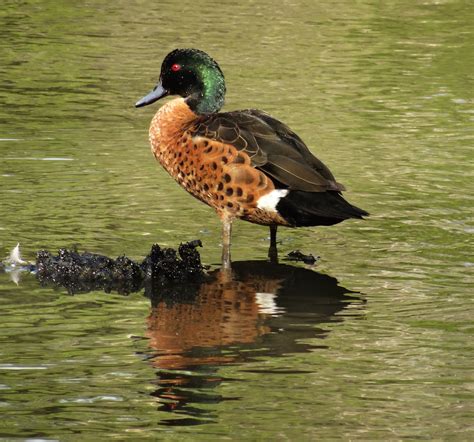 Chestnut Teal Anas Castanea Male Scotchmans Creek Feather As A