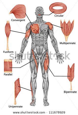 The human muscular system includes three different types of muscles: Muscles attached to bone via tendons. Ligaments are around joints and are weakest substance ...