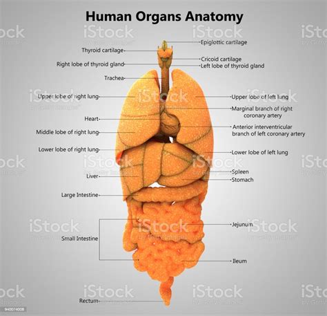 Human Body Organs Label Design Anatomy Stock Photo Download Image Now