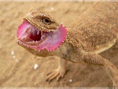 Pin On Phrynocephalus Mystaceus Is A Species Of Agamid Lizard Frilled