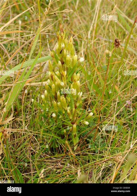 Autumn Gentian Gentianella Amarella Pale Form Possibly Subsp