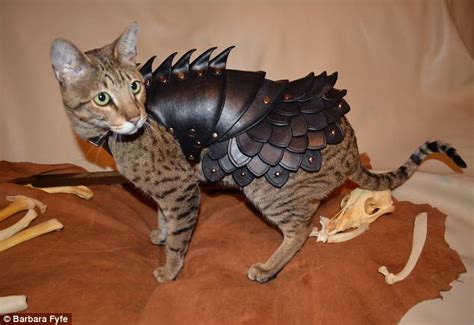 Now Your Cat Can Have Body Armor Turning Him Into An Unstoppable