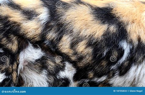 Wild Dog Fur Stock Image Image Of Closeup Canine Animal 18705833