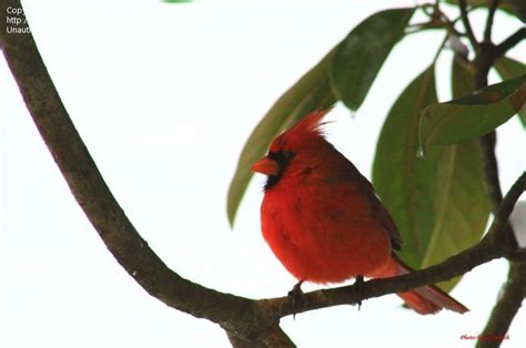 Bird Pictures Northern Cardinal Cardinalis Cardinalis By Ericbrian