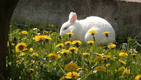 Lista De Plantas Que Pueden Comer Los Conejos Plantas Para Conejos