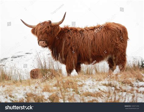 Scottish Highland Cow On Snow Covered Stock Photo