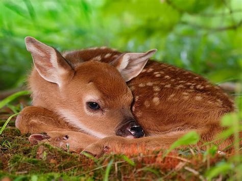 · Gallery · Animals · Red Deer Calf Chital Deer Baby Deer Valentine Hd