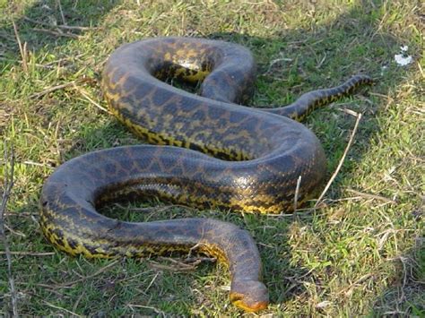 Mysquidoo Anaconda The Giant Snake