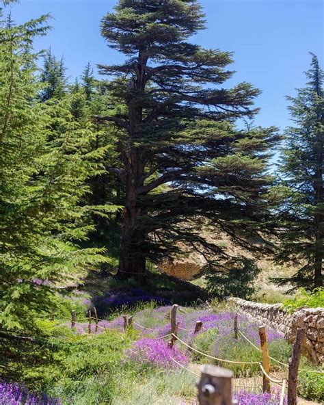 A Beautiful Day At The Sunny Cedars Forest In Lebanon 🌺💯🌞🎉hope The