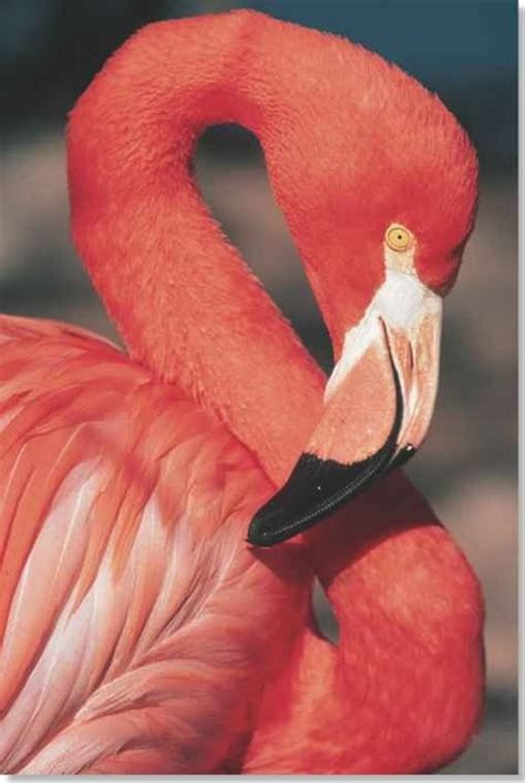 We specialize in leggings, jeans, dresses, lingerie, loungewear, jumpsuits, plus size clothing and more. Greater Flamingo (Birds)