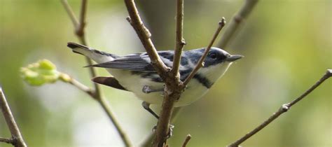 Cerulean Warbler Indiana Audubon