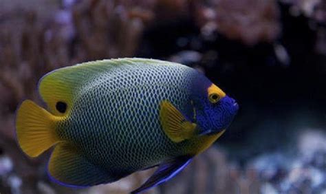 Blue Face Angel Fish Med 3 4 Saltwater Yourfishstore Only
