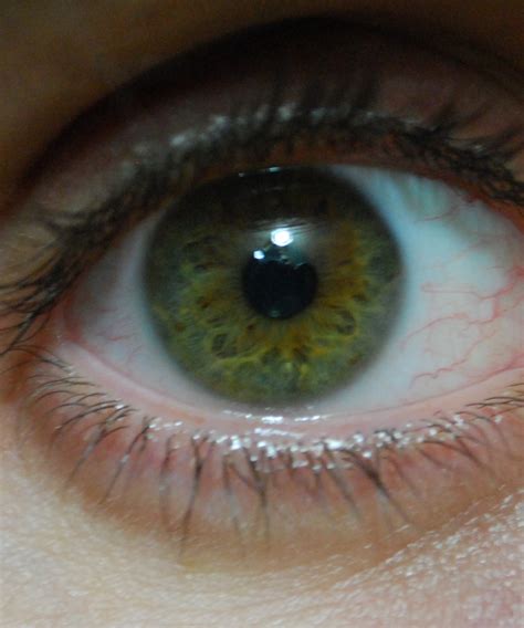 Filehazel Green Eye Close Up Wikimedia Commons