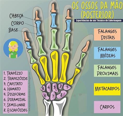 Os Ossos da Mão dividem se em três parte Anatomia e fisiologia humana