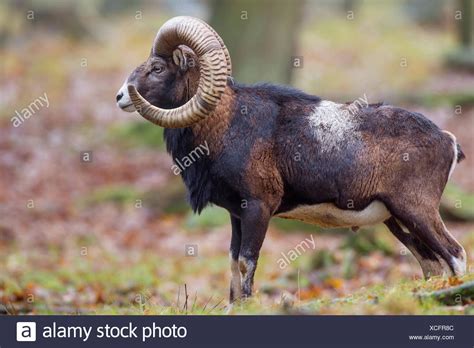 Male Mouflon High Resolution Stock Photography And Images Alamy